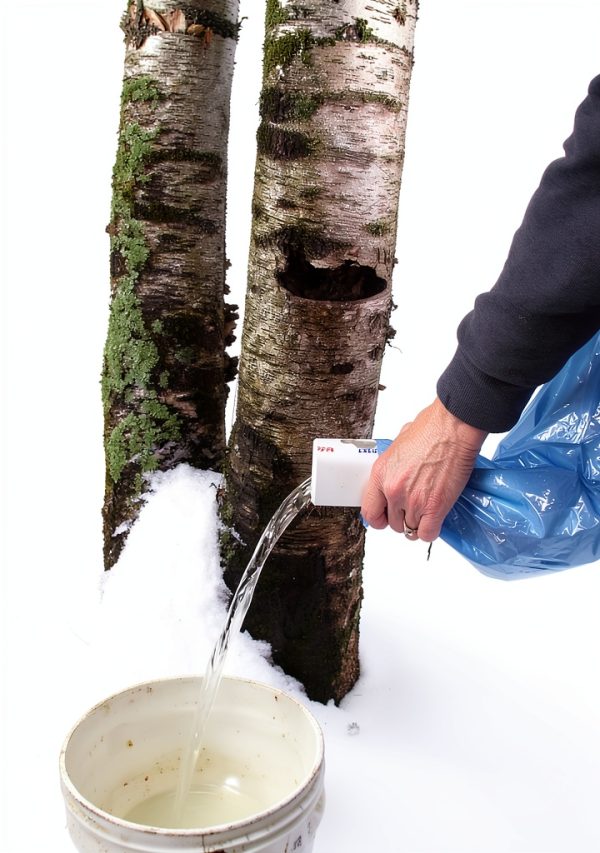 Maple Syrup Tapping Kit River Ridge Sap Sack Holders Sap Meister Taps-3